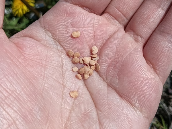 ナスの種
