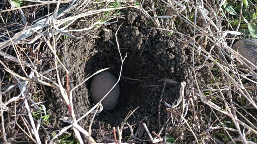 ジャガイモ植え付け