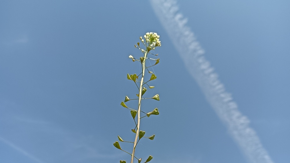 3月下旬ぺんぺん草