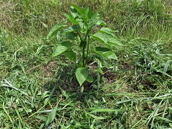 ピーマン周辺除草 2026.47上旬