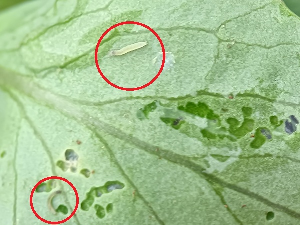 キャベツ播種後30日 虫4 2026.9上旬